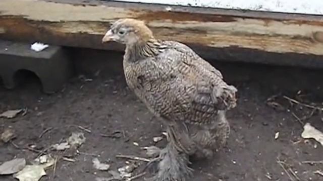 цыплята породы - Брама куропатчатая смотреть онлайн
