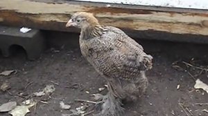 цыплята породы - Брама куропатчатая