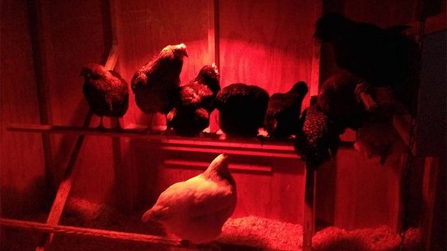 Почему куры клюют друг друга смотреть онлайн