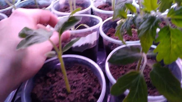 Моя рассада на 30 марта 2023 год смотреть онлайн