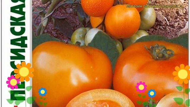 Томат Персидская сказка F1. Краткий обзор, описание solanum lycopersicum Persidskaja skazka F1 смотреть онлайн