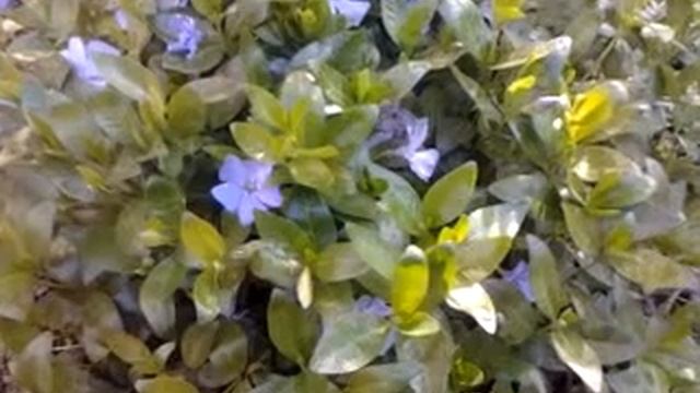 Голубые цветы. смотреть онлайн