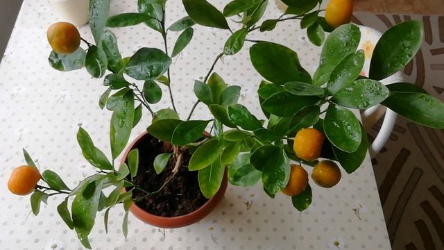 Корнесобственный каламондин: успех выращивания цитрусовых растений