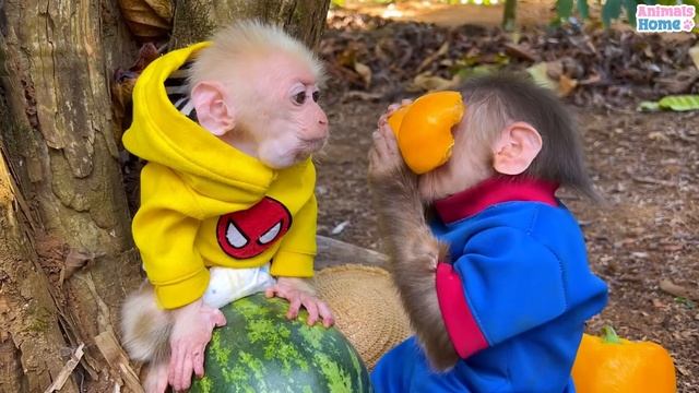BiBi takes Obi to harvest fruit on the farm so cute смотреть онлайн