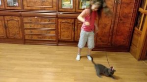 Игра с котёнком Мотей