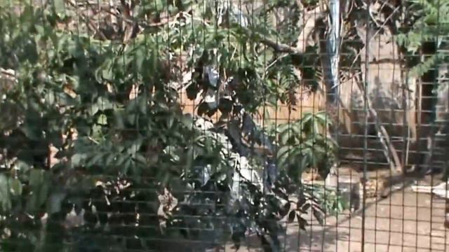 Одесский зоопарк Птицы смотреть онлайн