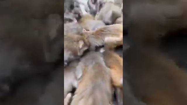 Приятного аппетита обезьяны смотреть онлайн