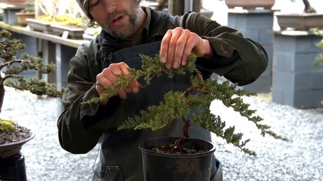 Learning the Ancient Art of Bonsai - in 1 Day смотреть онлайн