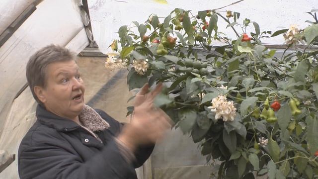 Как вырастить большой урожай ароматных лимонов