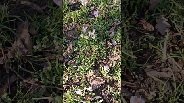 первоцвет смотреть онлайн