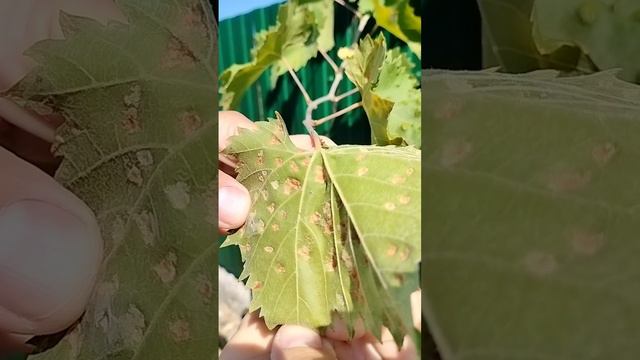 Клещ на винограде