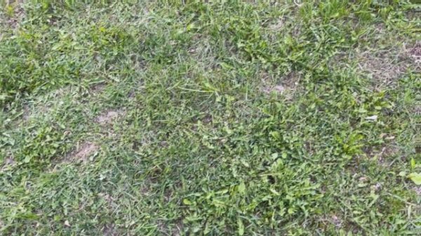 Обзор квадрокоптера Flytrox Shot.mp4