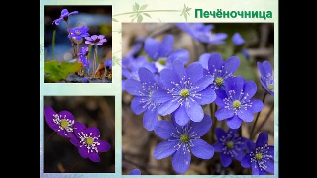 Тема 6.Первоцветы