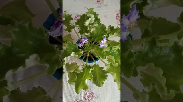 # 009 Фиалка-химера смотреть онлайн