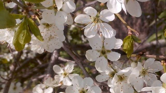 Под Небом Парижа, муз.Юбер Жиро. Исполняет Александр Лебедев смотреть онлайн