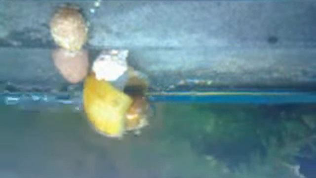 Акваріумний равлик