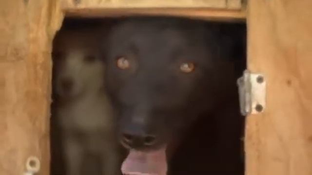 Собаки ждут вас смотреть онлайн