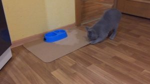 Чем кормить КОТЁНКА в 5 месяцев? Уход.