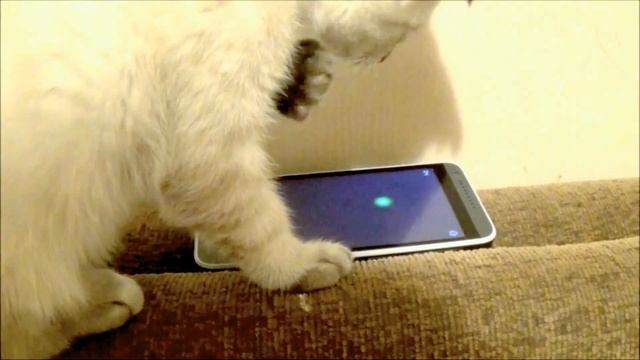 ?Кто Сказал Что телефоны только для Людей?? смотреть онлайн