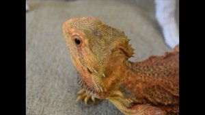 Морфы бородатых агам