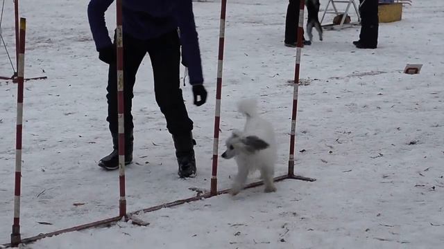 кхс аджи смотреть онлайн