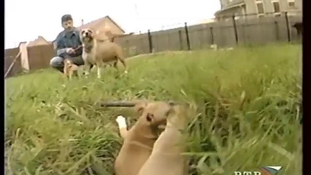 Русский той - кормление смотреть онлайн