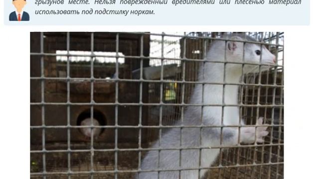 Советы по организации бизнеса на разведении норок смотреть онлайн