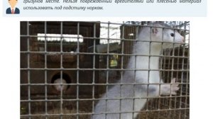 Советы по организации бизнеса на разведении норок