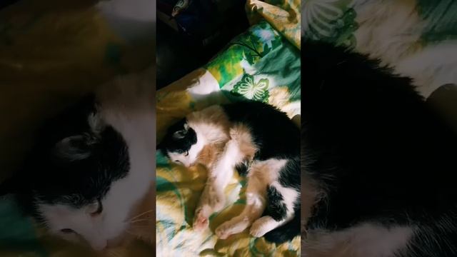 Помогите, кто знает что делать при кошачьих запорах? Напишите пожалуйста в комментариях... ? смотреть онлайн