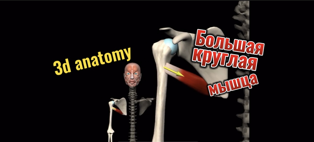 Большая круглая мышца. 3d anatomy смотреть онлайн