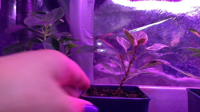 БИМИДАЙХОСАКУ НАГЛЯДНО  ЭКСПЕРИМЕНТ! 2 НЕДЕЛИ ПРИМЕНЕНИЯ. сравнение ДО и ПОСЛЕ