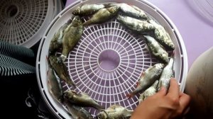 Сушилка для овощей и фруктов "сушим рыбу (таранку)"