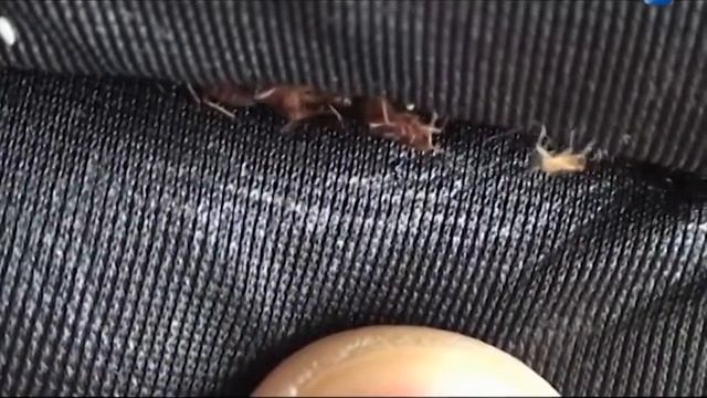 Клопы в квартире как избавиться опыт региональногоТВ смотреть онлайн