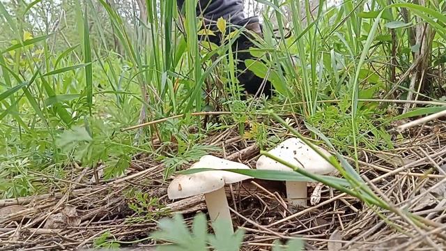 НАЧАЛОСЬ!!! ПОШЛА ЭНТОЛОМА САДОВАЯ ПРОВЕРИЛ ДВА ЛЕСА.НАШЕЛ ТРУТОВИК И СМОРЧОК #грибы #тихаяохота