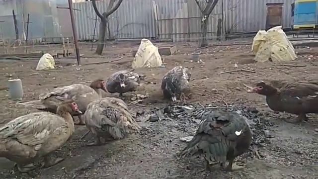 Чтобы куры лучше неслись, а бройлеры набирали массу. смотреть онлайн