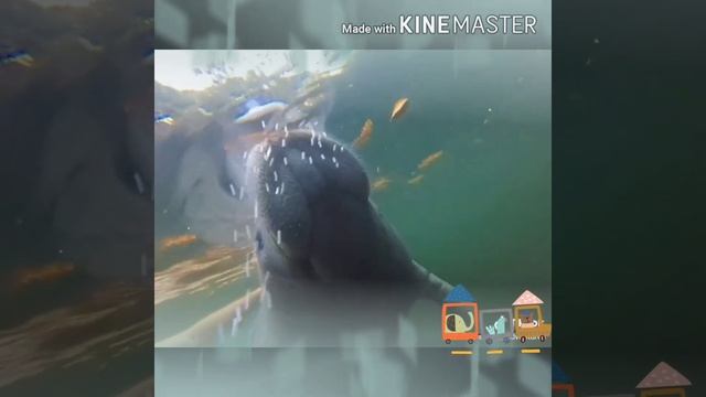 #RareAnimal #Dugong #animal #SeaVacuum #KINEMASTER Amazing Dugong / Sea Cow - compilation Video смотреть онлайн