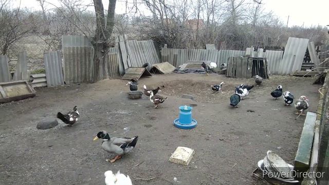 Серия 30, Персик Остался каким то образом На Улице За Калиткой😂 Расширили мы Жилище Бройлерам смотреть онлайн