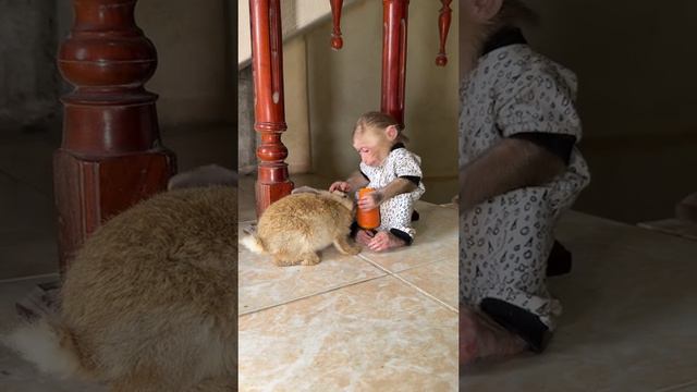 Обезьяна и кролик смотреть онлайн