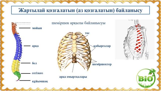 Сүйектердің байланысу типтері 8-сынып смотреть онлайн