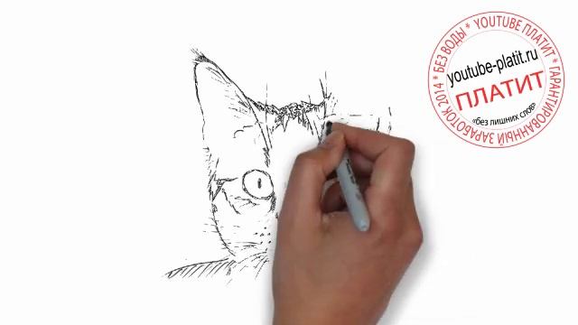 Нарисованные карандашом кошки Как легко нарисовать красивую мордочку кошки поэтапно за 25 секунд смотреть онлайн