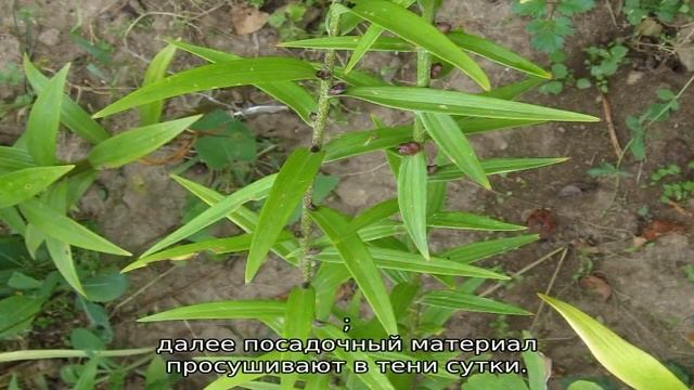 Когда и как сажать лилии осенью смотреть онлайн