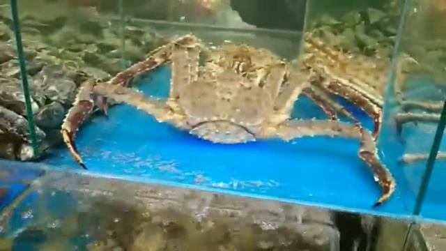 За бедного краба замолвите слово смотреть онлайн