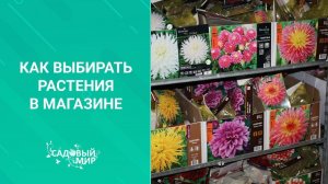 Как выбирать растения в магазине