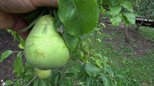 Перспективный промышленный сорт / Груша БЛАНКА