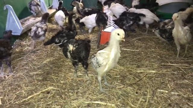 Гилянские 30 дней смотреть онлайн