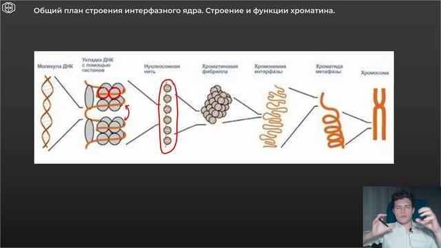 Гистология | ЦИТОЛОГИЯ. Часть 2 смотреть онлайн