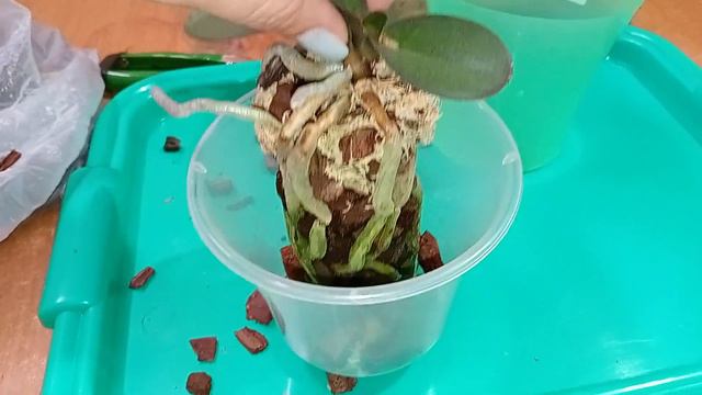 Пересадка орхидеи методом перевалка.29.09.2023 смотреть онлайн