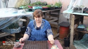 ОГРОМНЫЙ ЛУК из СЕМЯН БЫСТРО и БЕЗ ЗАМОРОЧЕК.