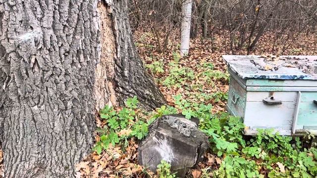 РОЛЬ РАСТЕНИЙ В ЖИЗНЕДЕЯТЕЛЬНОСТИ ПЧЁЛ МЕДОНОСНЫХ. смотреть онлайн