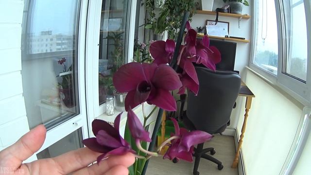 Цветение Орхидеи ДендроФаленопсиса Блек Ред! Dendrobium Black Red! #Орхидея #дендробиум #орхидеябле смотреть онлайн
